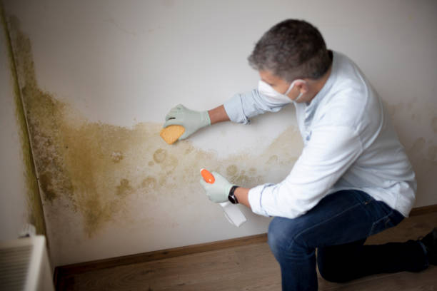 Best Mold Odor Removal Services  in Quincy, WA