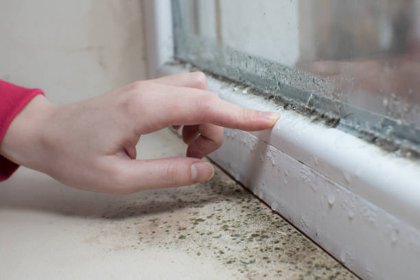 Best Mold Documentation for Insurance Claims  in Quincy, WA